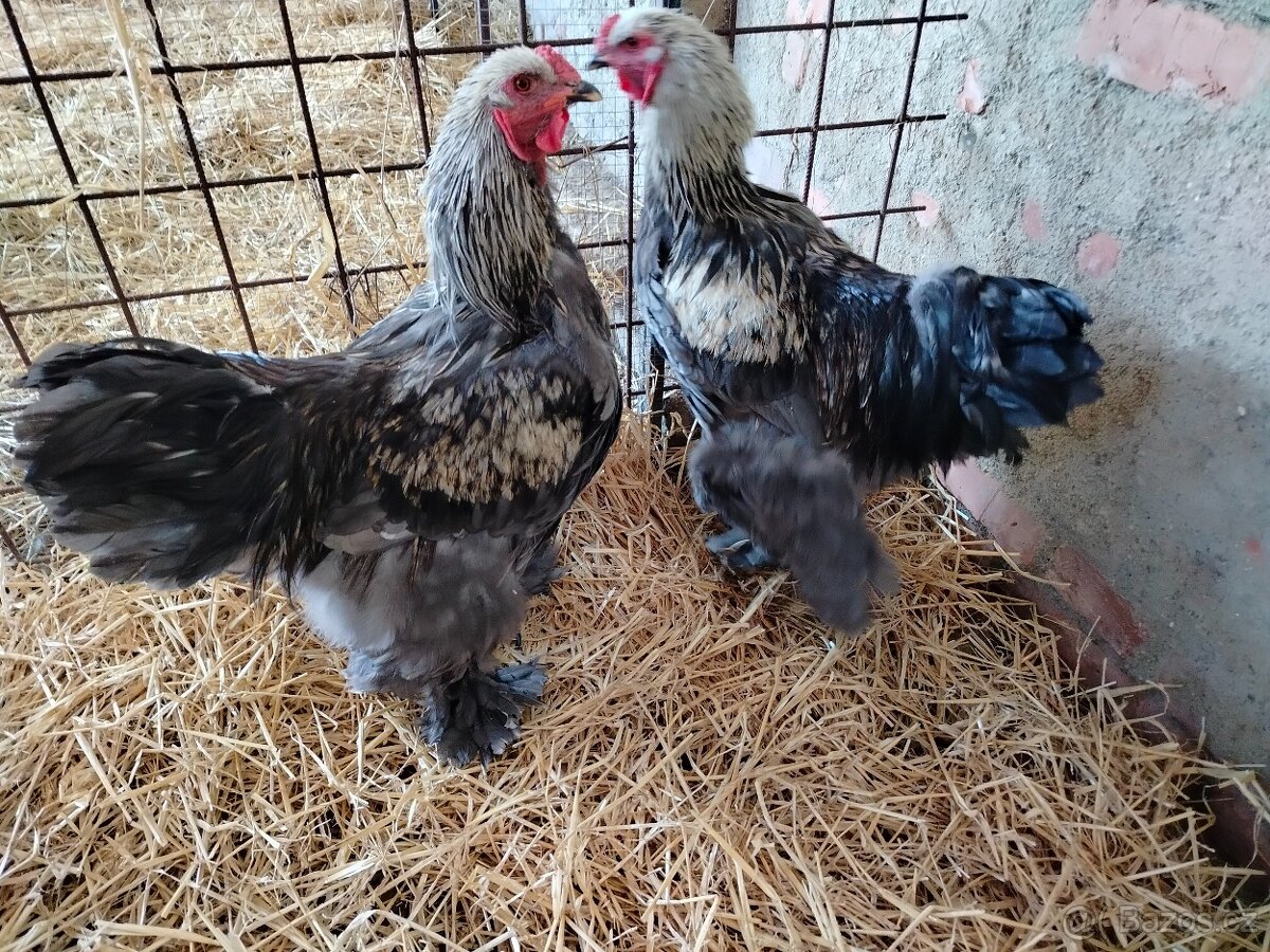 Prodám brahamku velkou - 14