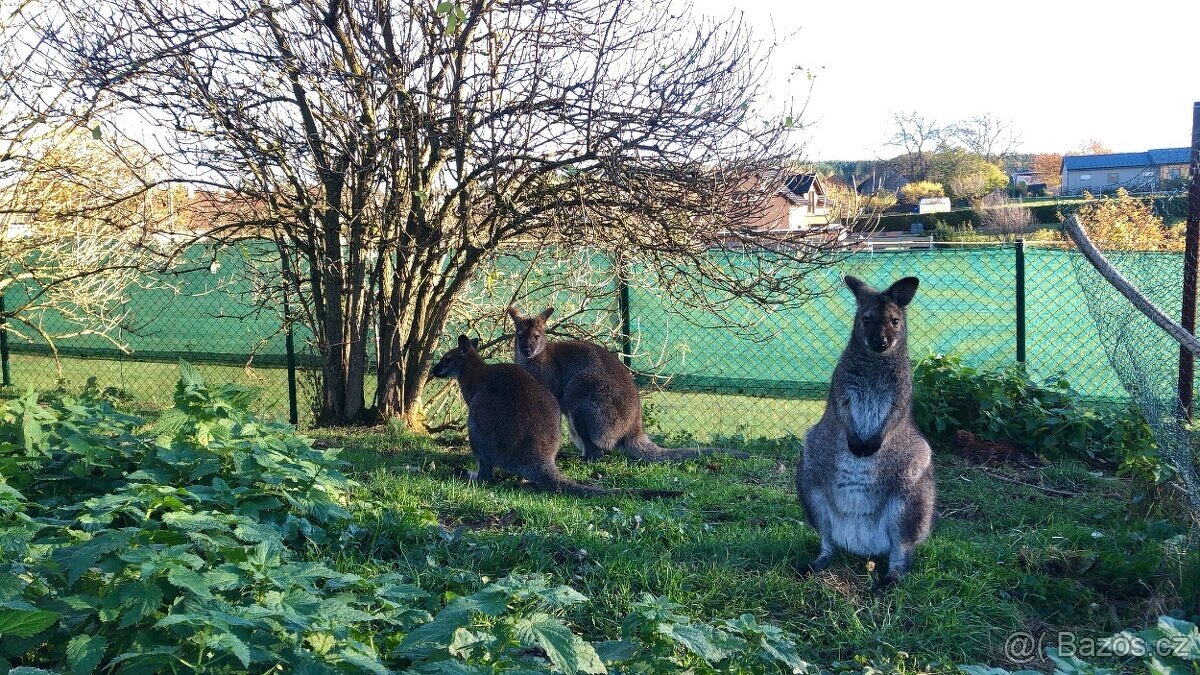 Klokan Bennettův - prodej - 14