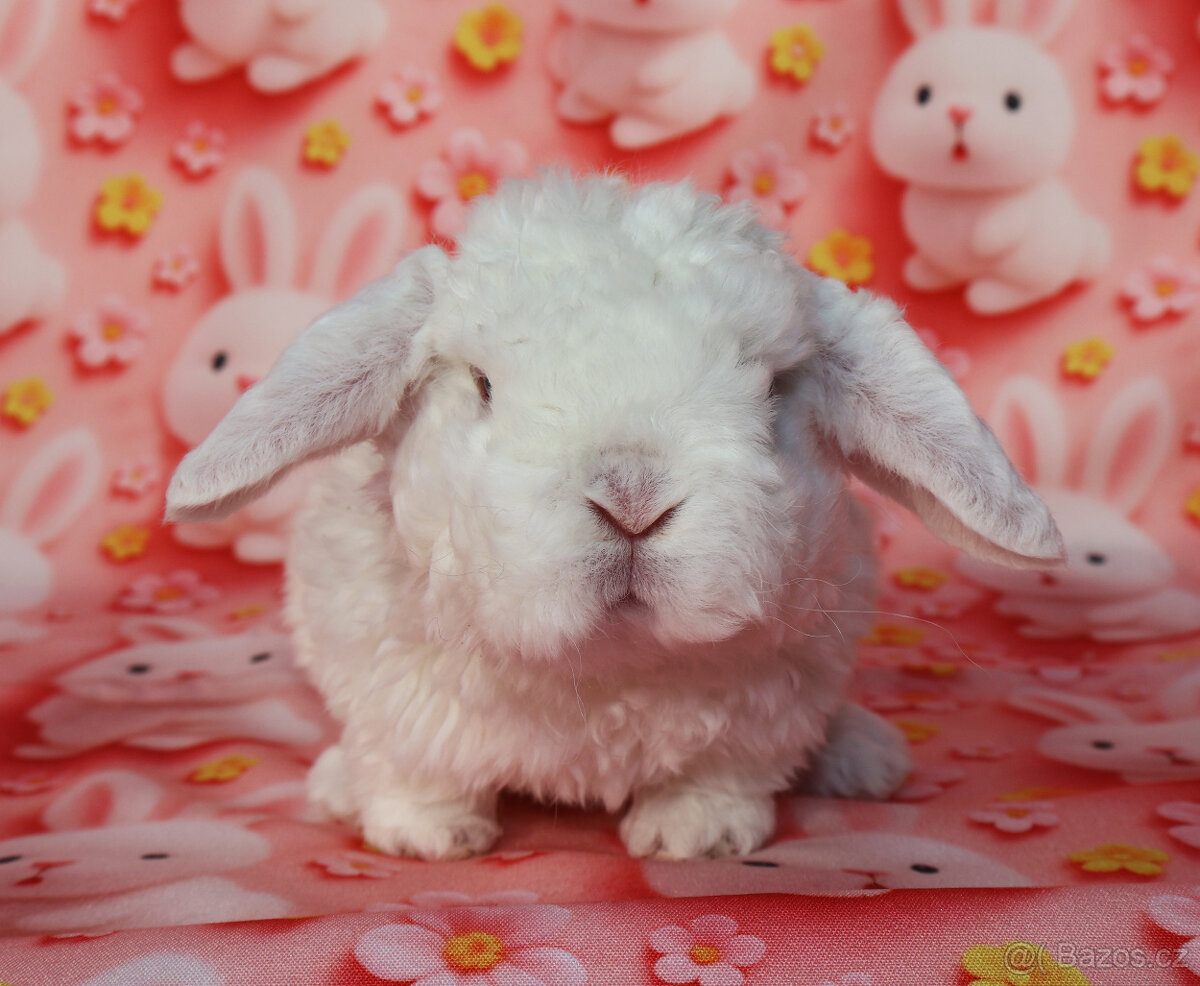 Malinkatí zakrslí beránci s VP . - 14