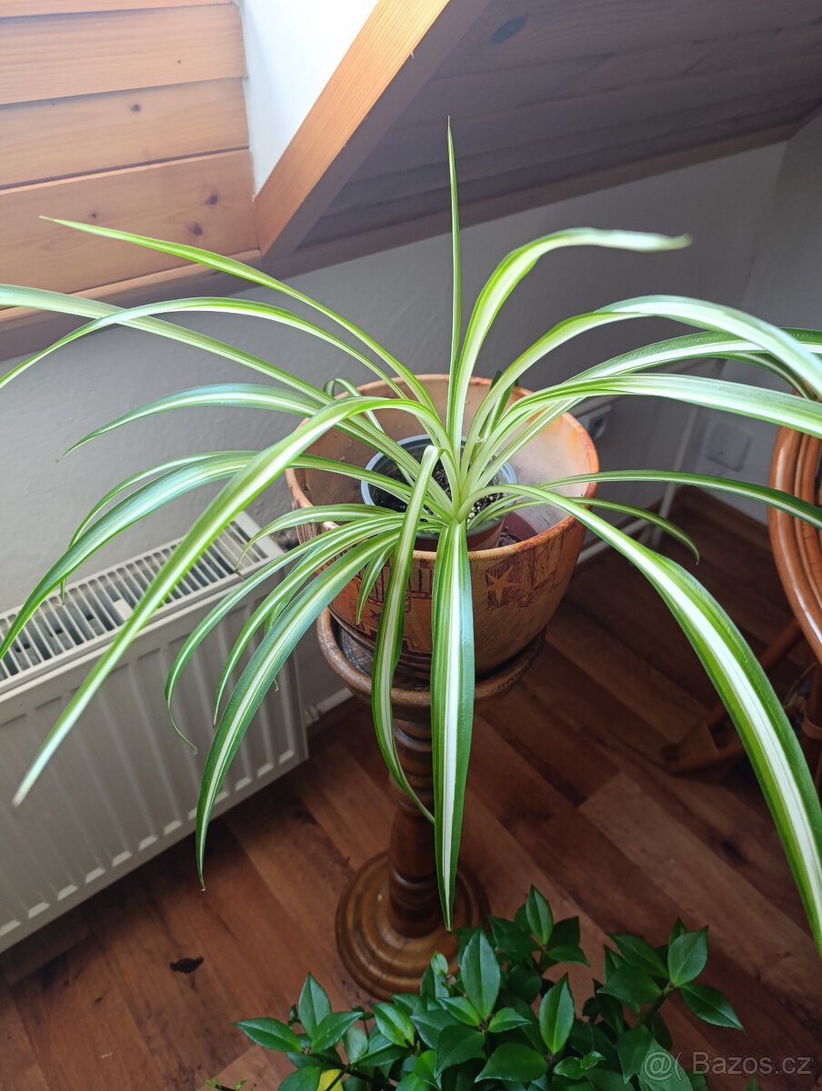 POKOJOVÉ KYTKY - 14