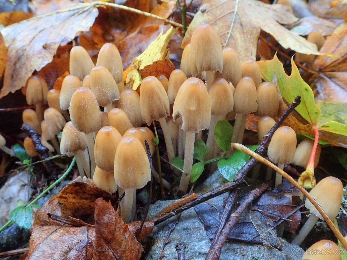 Olympus Tough TG-5 + bohaté příslušenství - 14