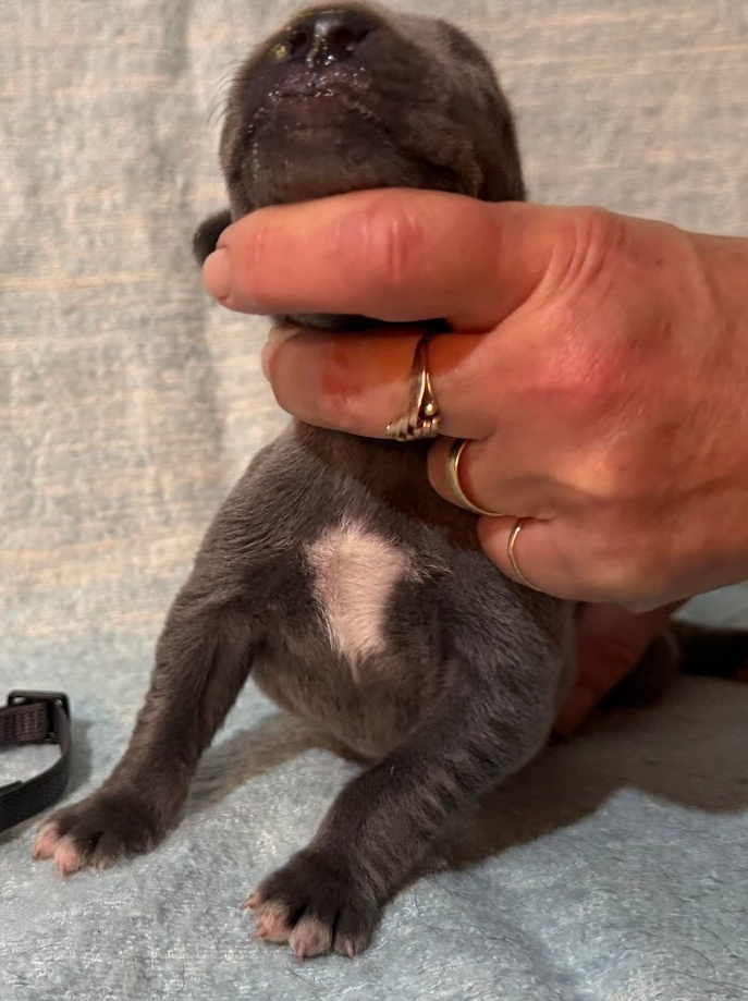 Německá doga modrá s PP - 14