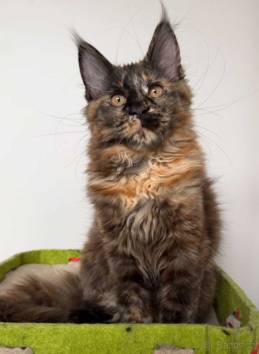 Mainská mývalí koťátka s PP - 14