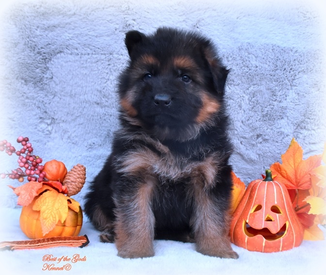 Německý Ovčák - štěňata - 14