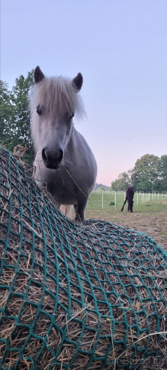 3 lety valach minihorse - 14