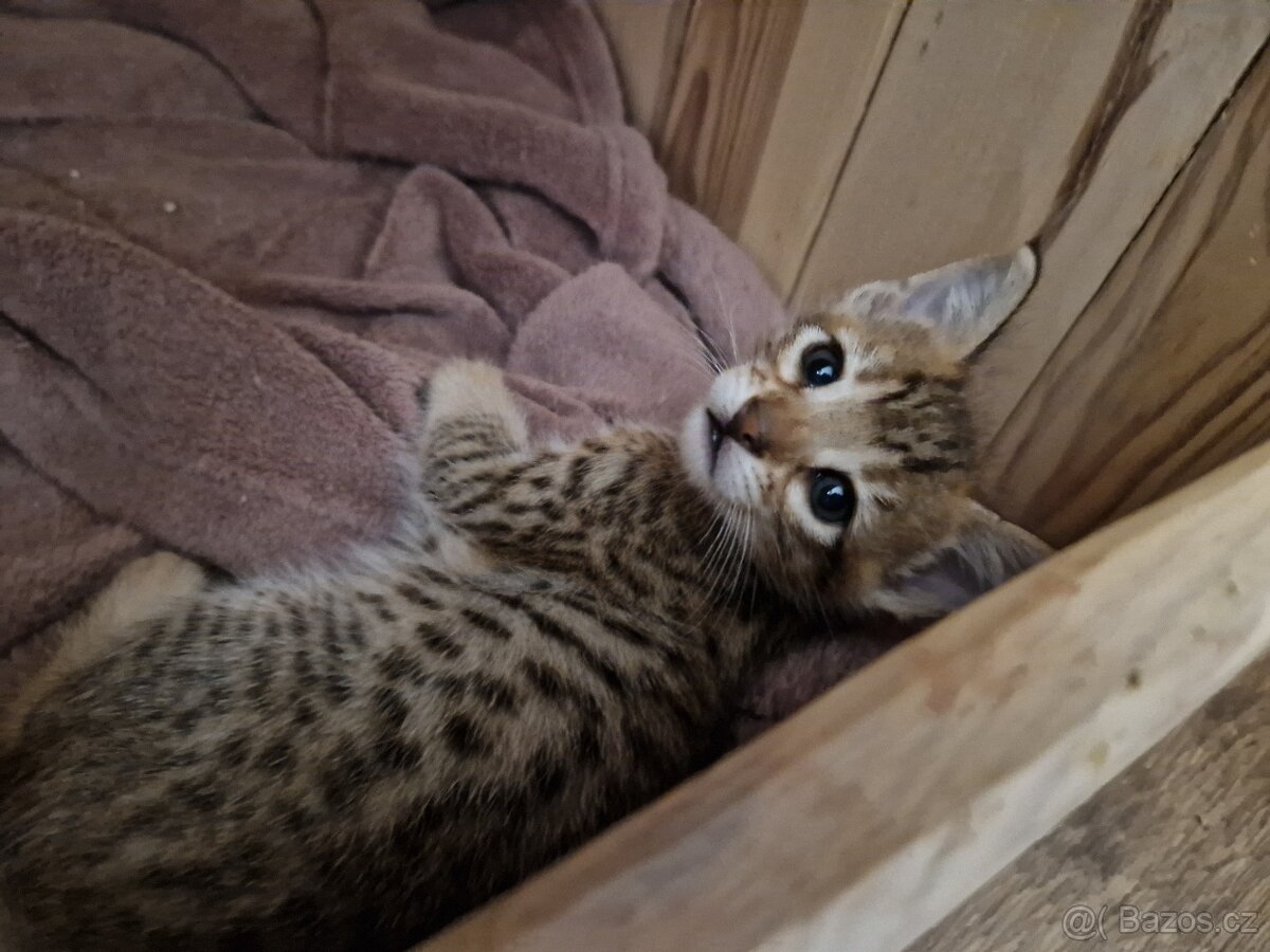 Savannah kotatka F5 - 14