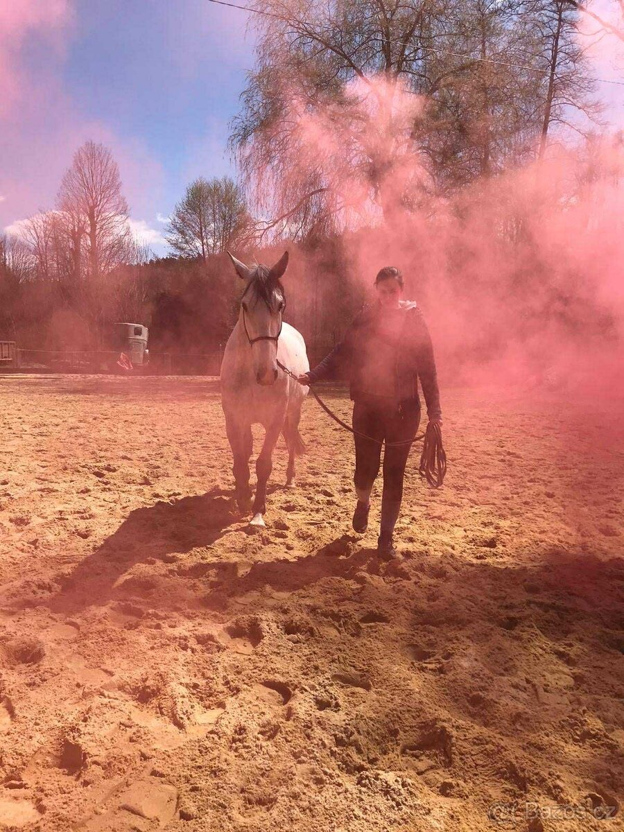 Starokladrubský valach na prodej - 14