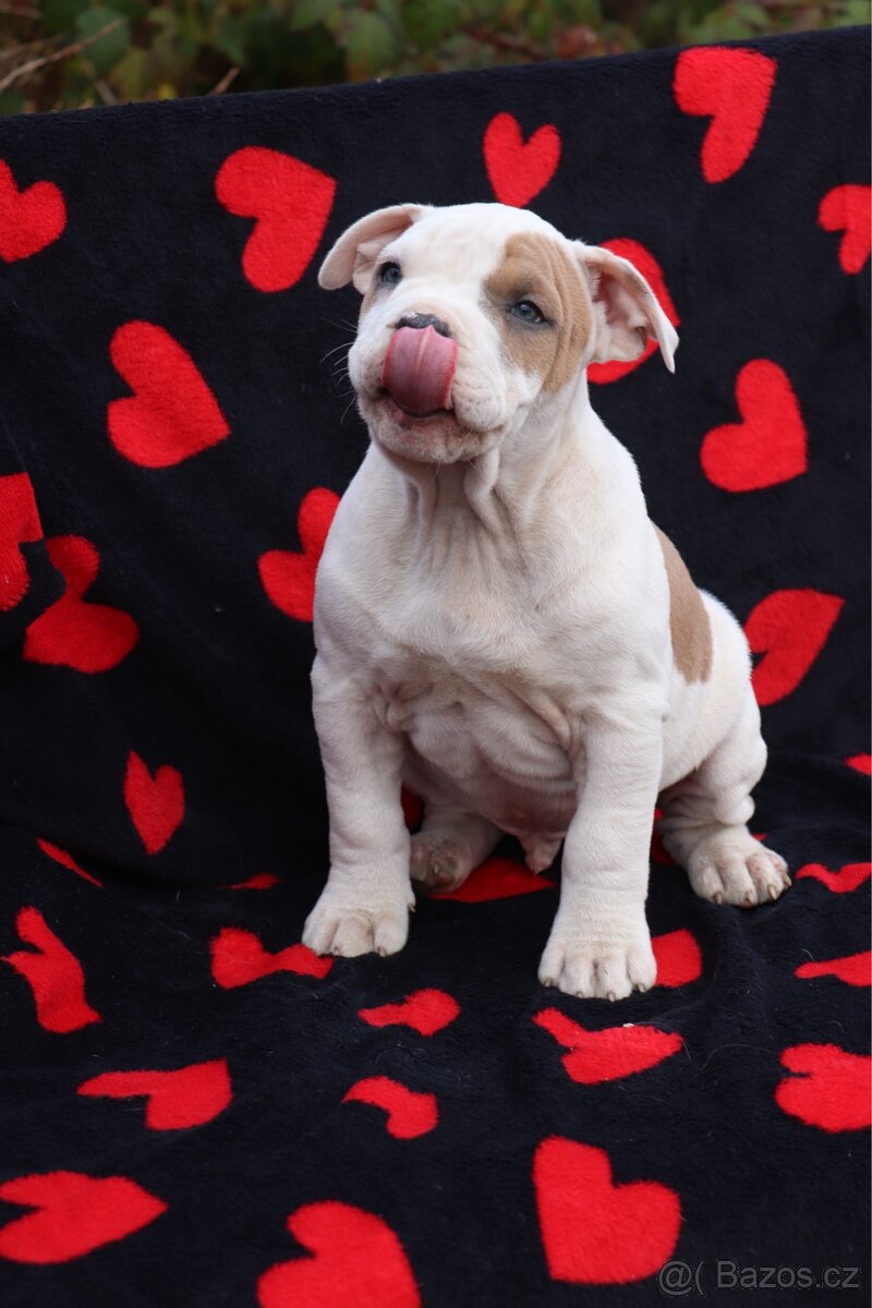 Americký stafordšírský teriér s PP pejsek SPIRIT - 14