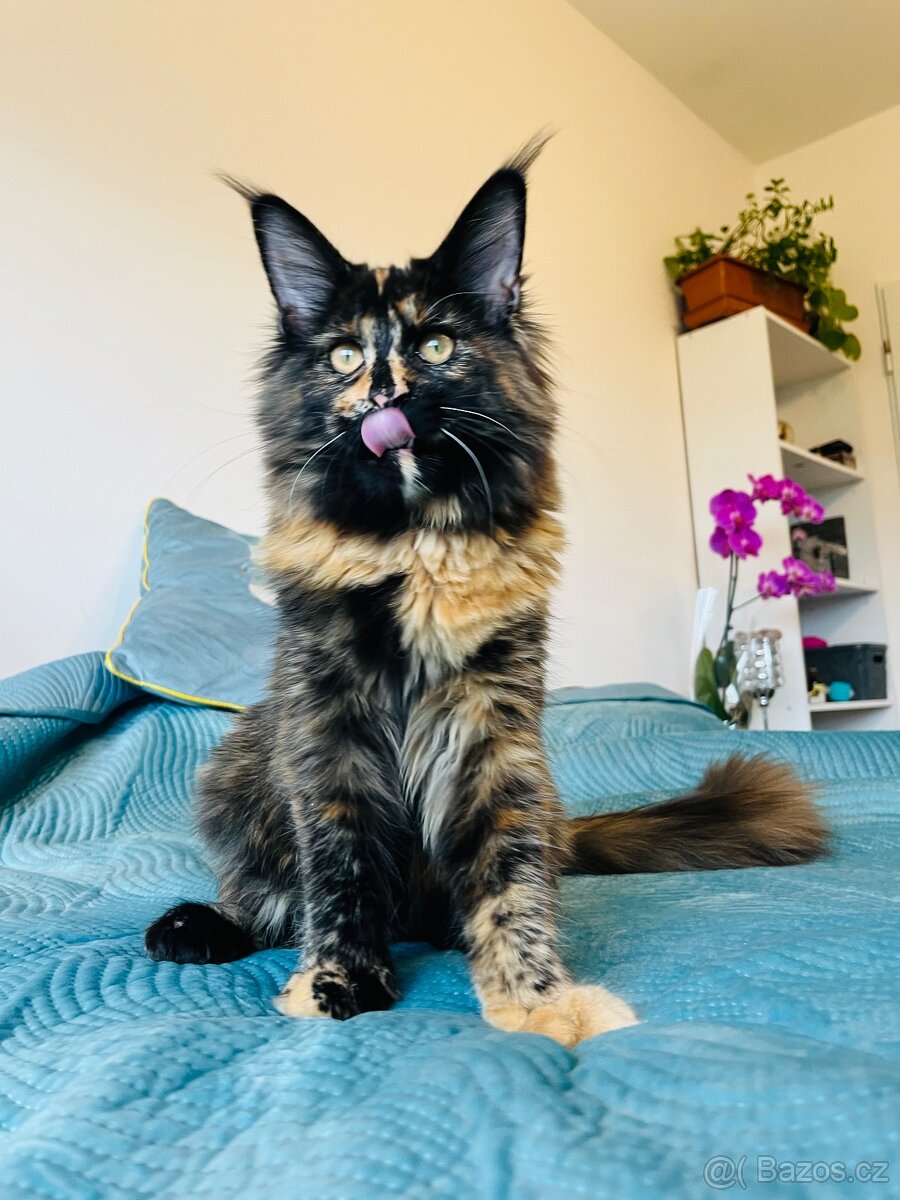 Mainská mývalí s pp - 14