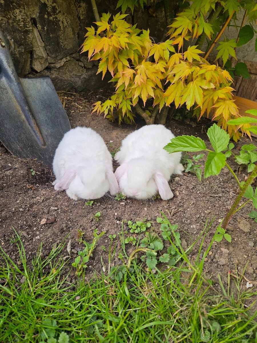 Zakrslý králík - 14