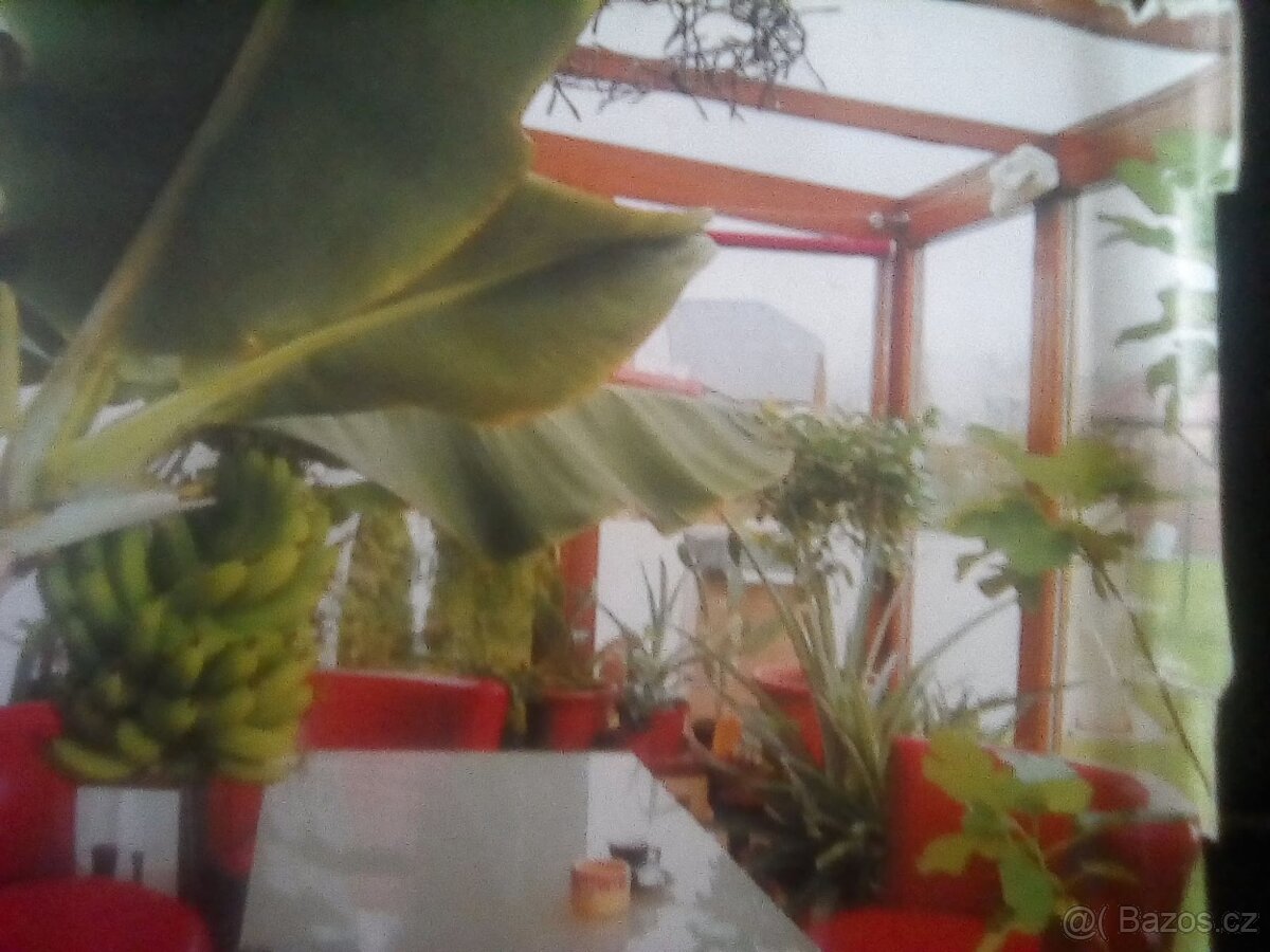 PRODÁM 3 KUSY BANÁNOVNÍKŮ A 4 KUSY ALOE VERA LÉČIVÉ - 14