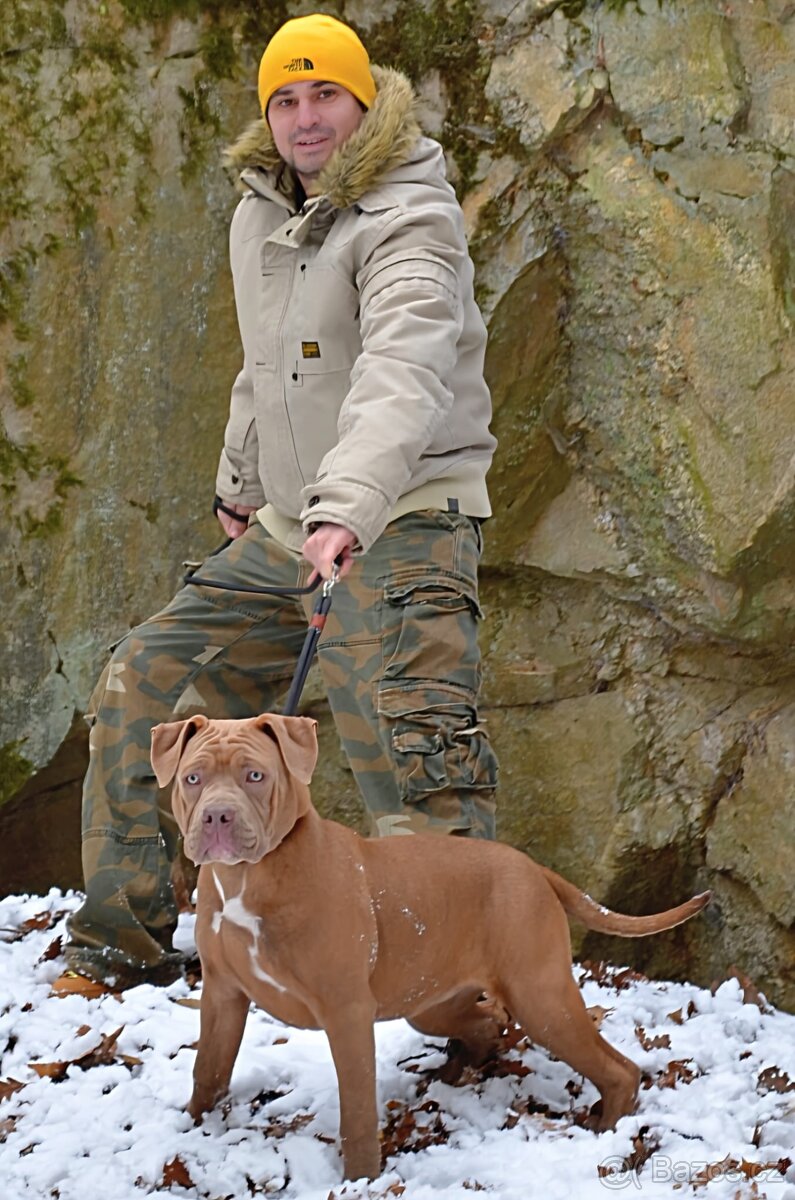 American bully - ch.s. Family Muscle Bullies - 14