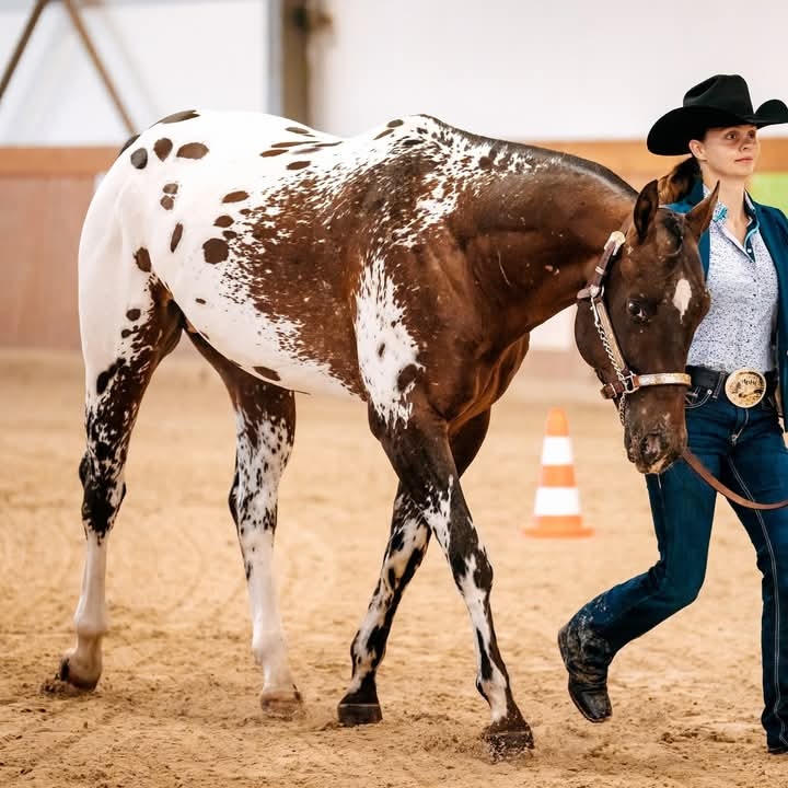Prodám Appaloosa - 14
