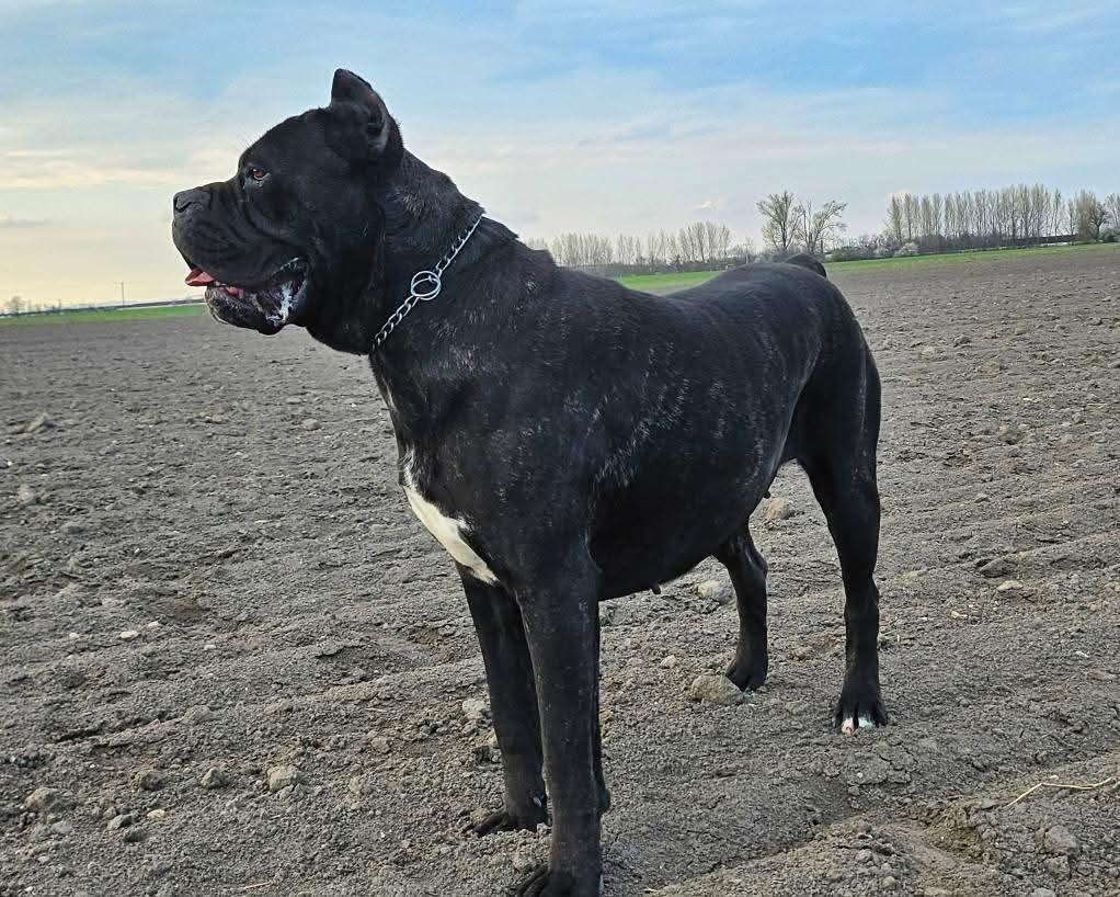 Cane corso s PP - 14