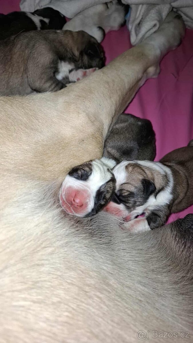 Středoasijský pastevecký pes štěňátka - 14