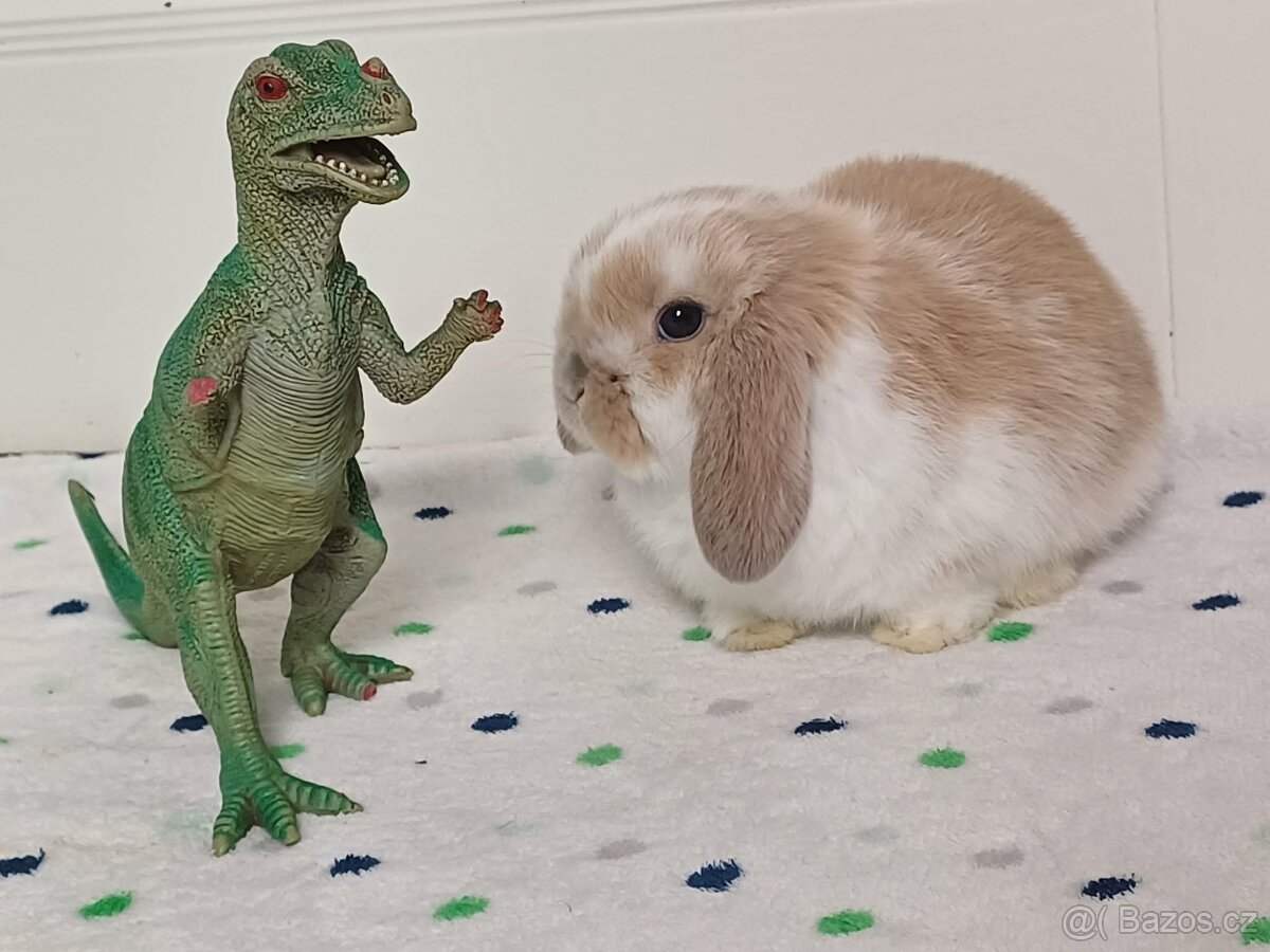 ★Volný Sameček Zakrslý Beránek MiniLop★ - 14