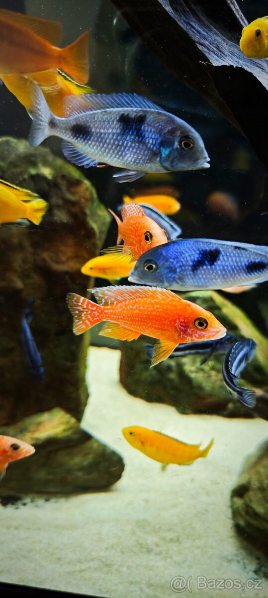 Tlamovci Malawi - 14