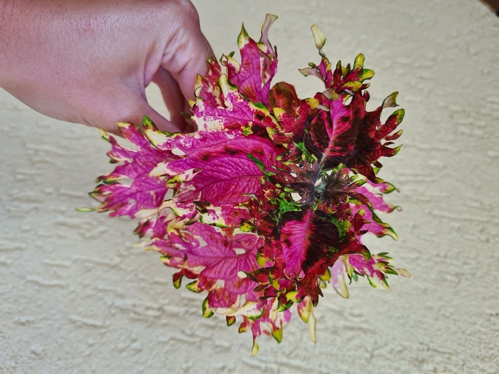 Africké okrasné kopřivy COLEUS SEMENA - 14