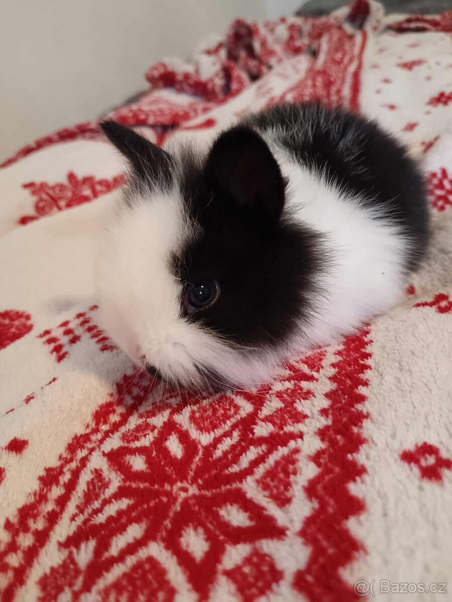 Zakrslý králík králíček - 14
