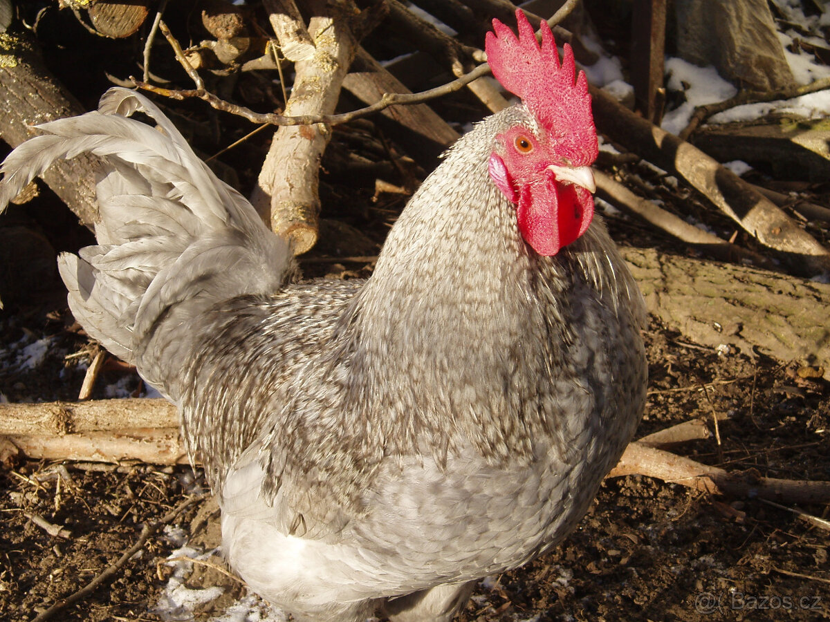 Prodám krásného kohouta do chovu - 14