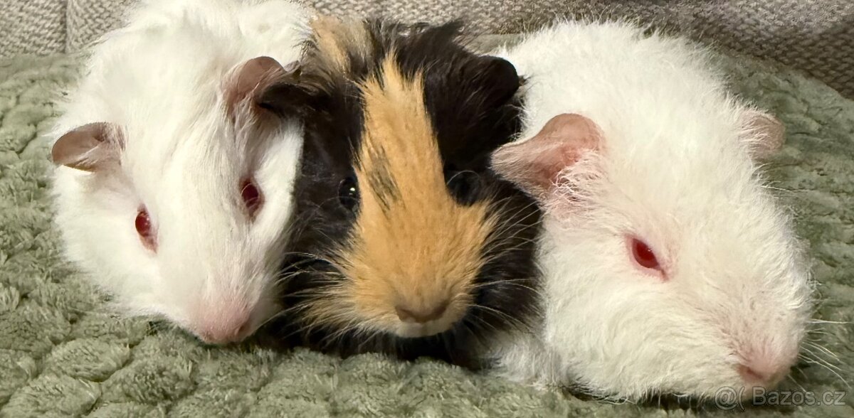 Morčata - 14