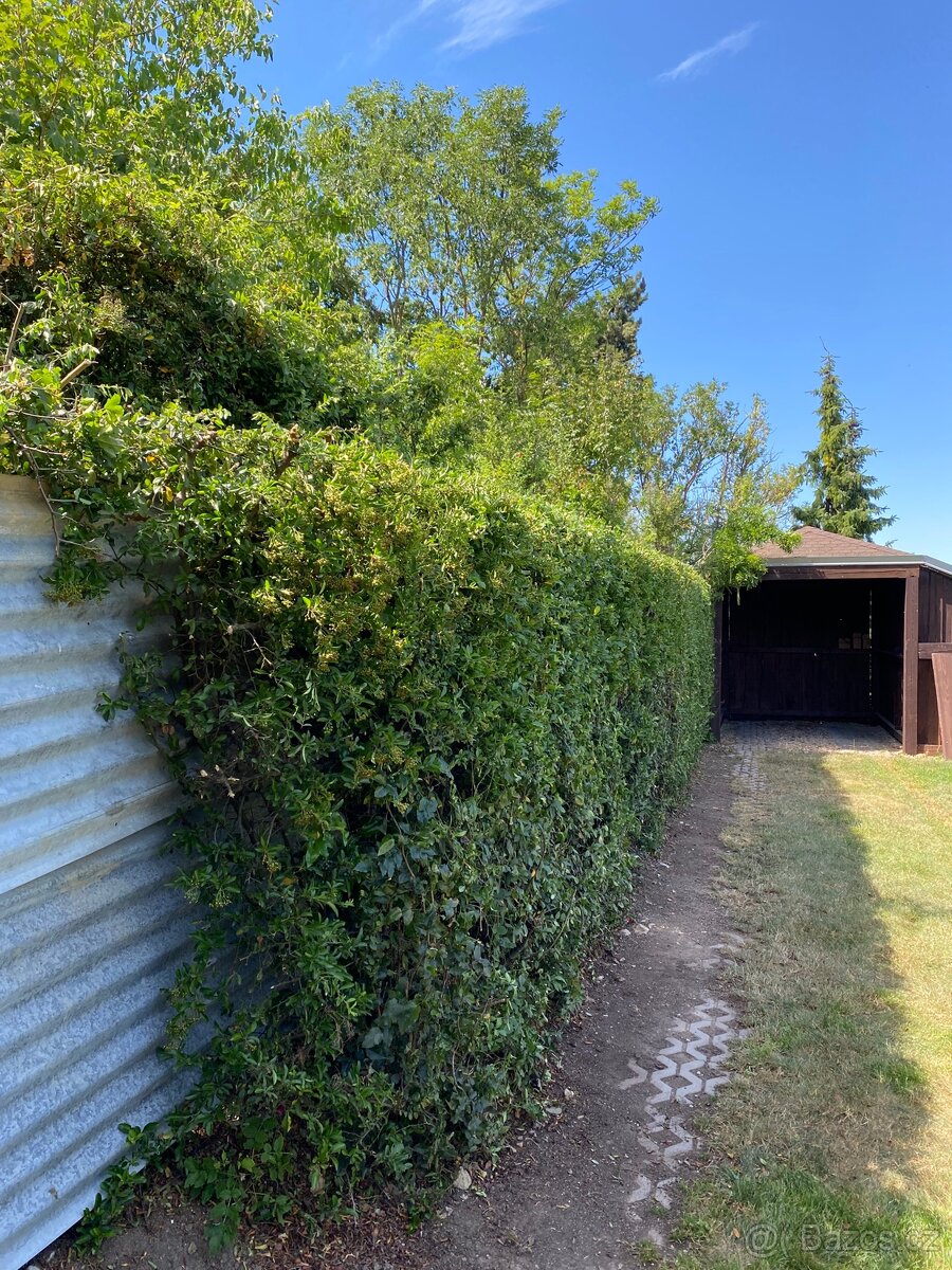 Sekání trávy, údržba zahrad - 14