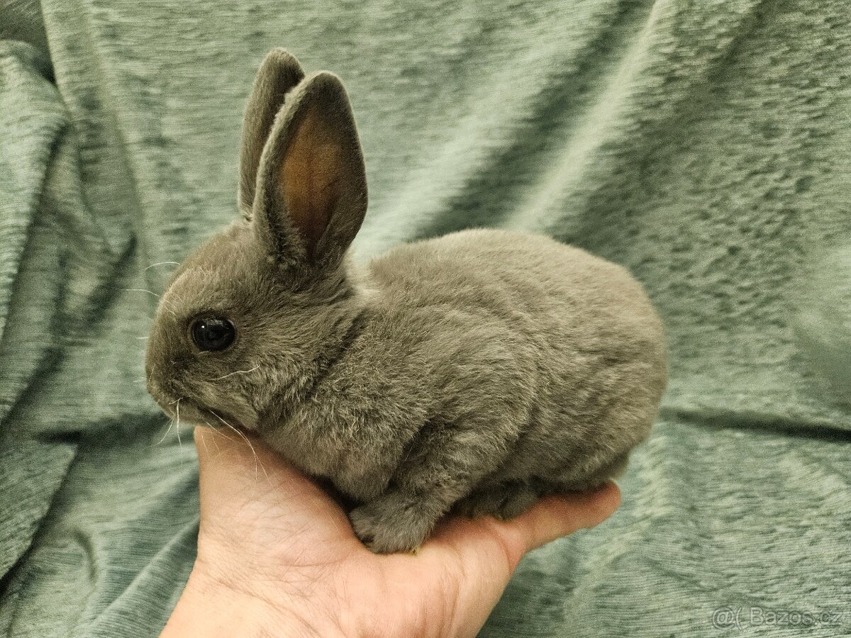 Zakrslý králíček - 14