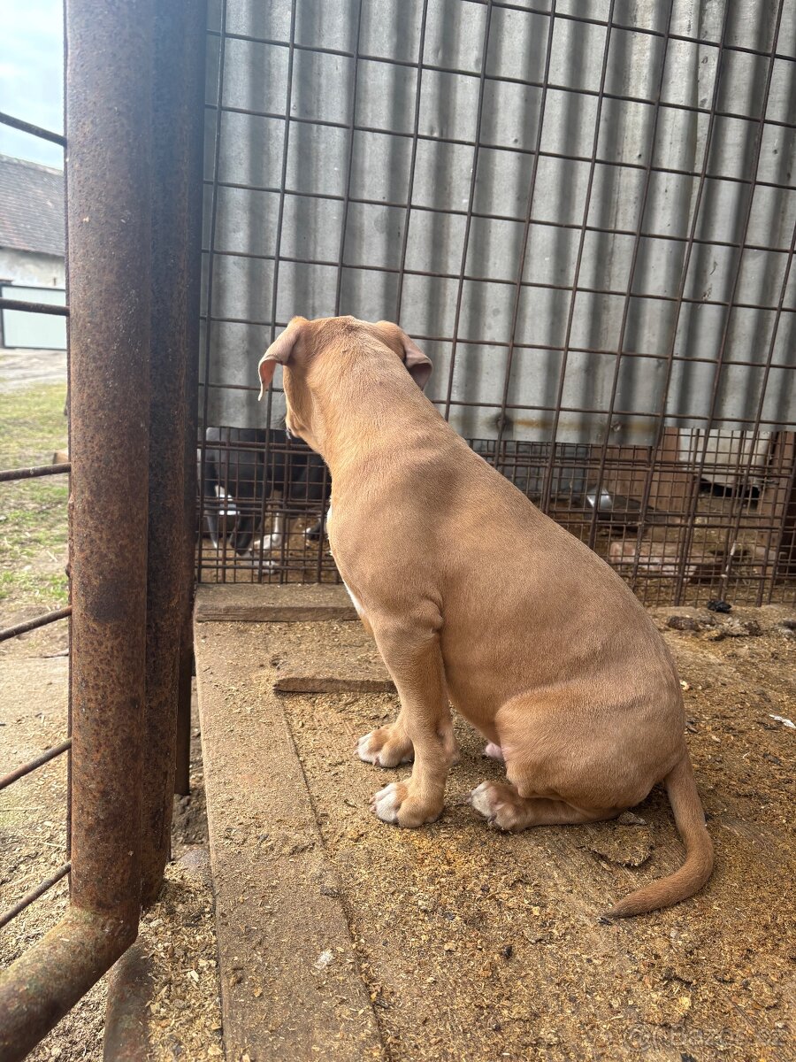 Americký stafordsirsky terier, Stafford, amstaf - 14