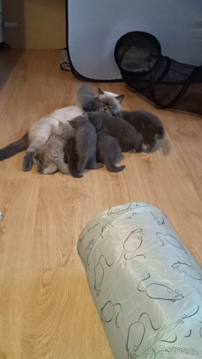 Britská koťata - 14