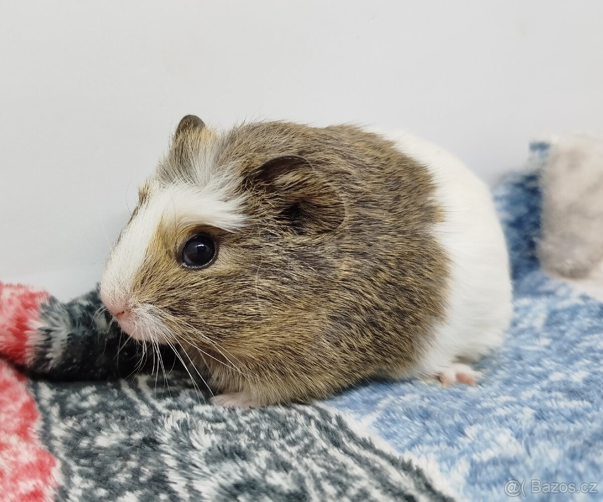 Morče, Morčata, Morčátko, Morčátka - SAMIČKY - 14