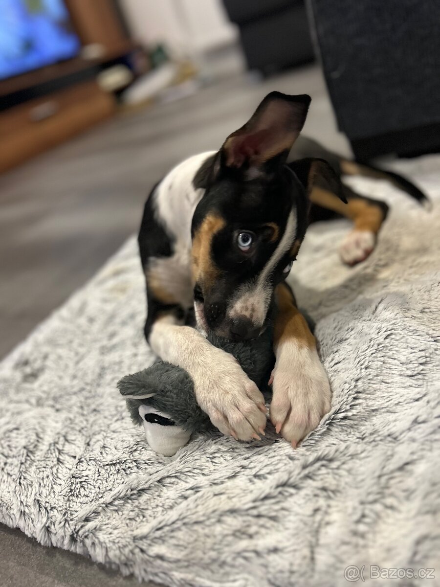 Štěně do dobrého domova - 14