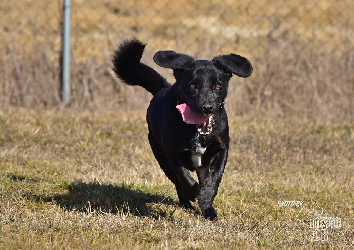 Kříženec Dasty hledá domov - 14