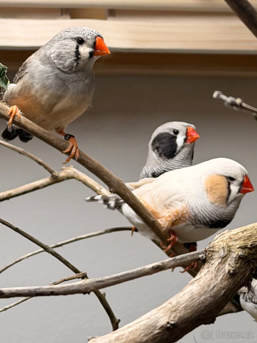 Výstavní zebřičky - 14