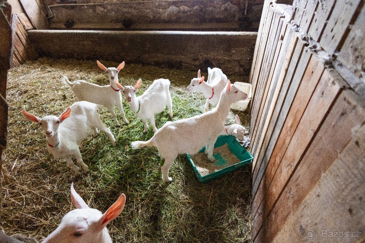 Statek Potštejn - Brná, se šesti byty ( 23.296m2 Pozemky) - 14