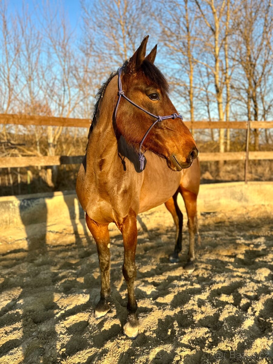 Klisna / Klusák / 7let / Prodej - 14