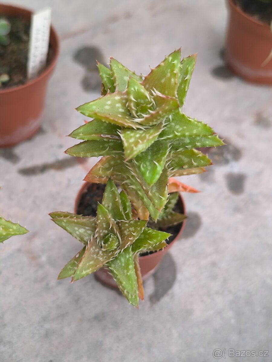 Sukulenty a kaktusy - 14