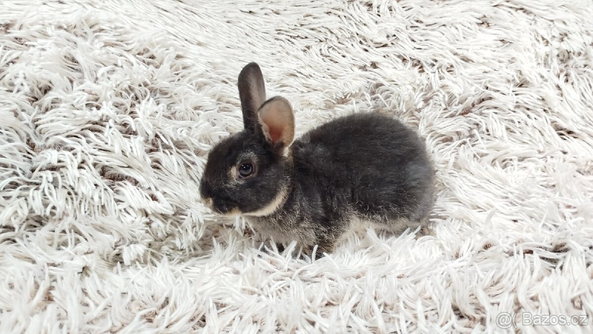 Zakrslý králík, králíček- (REX) DAISY - 14