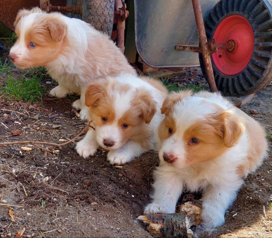 border kolie ee - red - 14