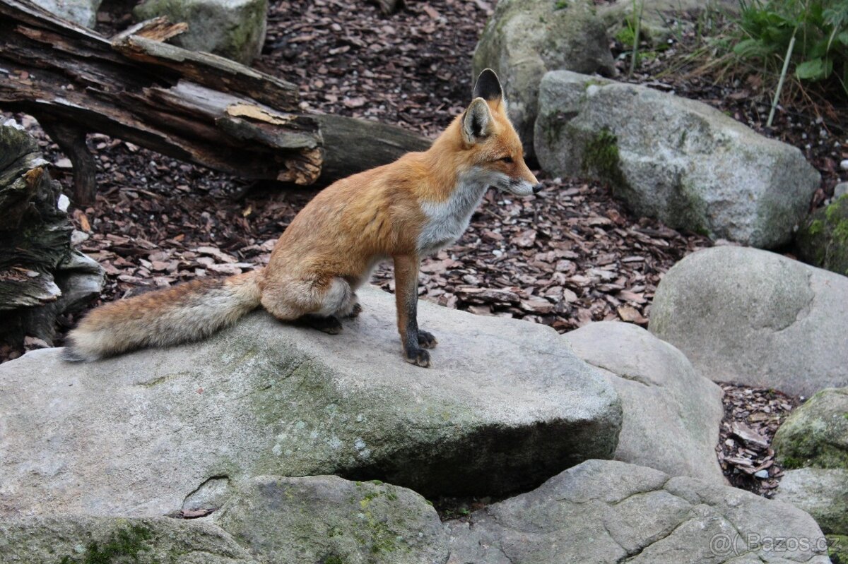 Canon EOS 650D + EF-S 18-55mm IS II + EF 50mm f/1.8 II ... - 14