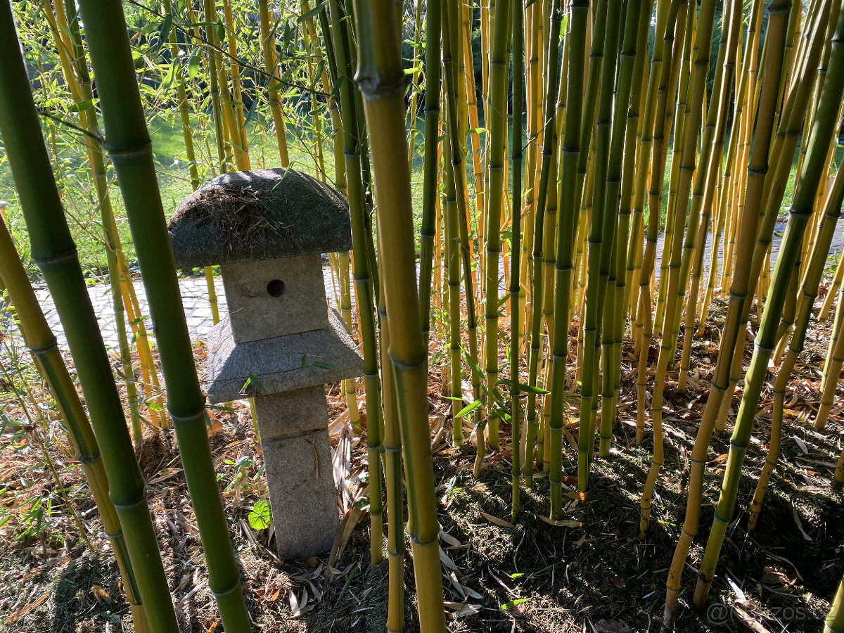 bambusy - podzimní výsadba - 14