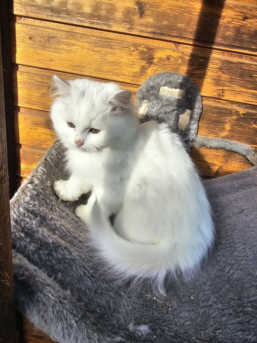 Sibiřská kočka něvská maškaráda - 14