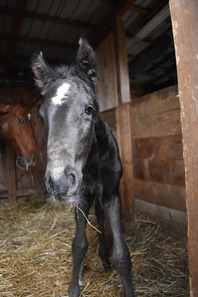 Černý LUSITANO - připouštění - 14