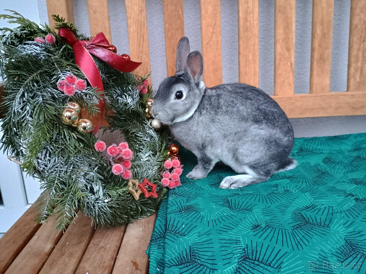 Zakrslý rexík činčilový sameček s PP - 14