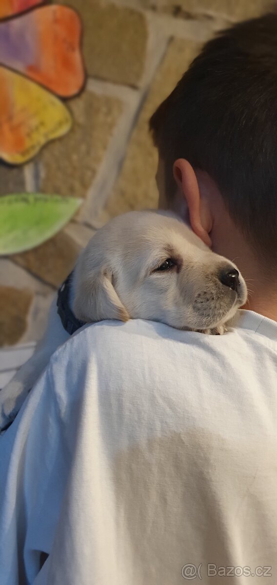 Labrador - černá a smetanová štěňátka - 14