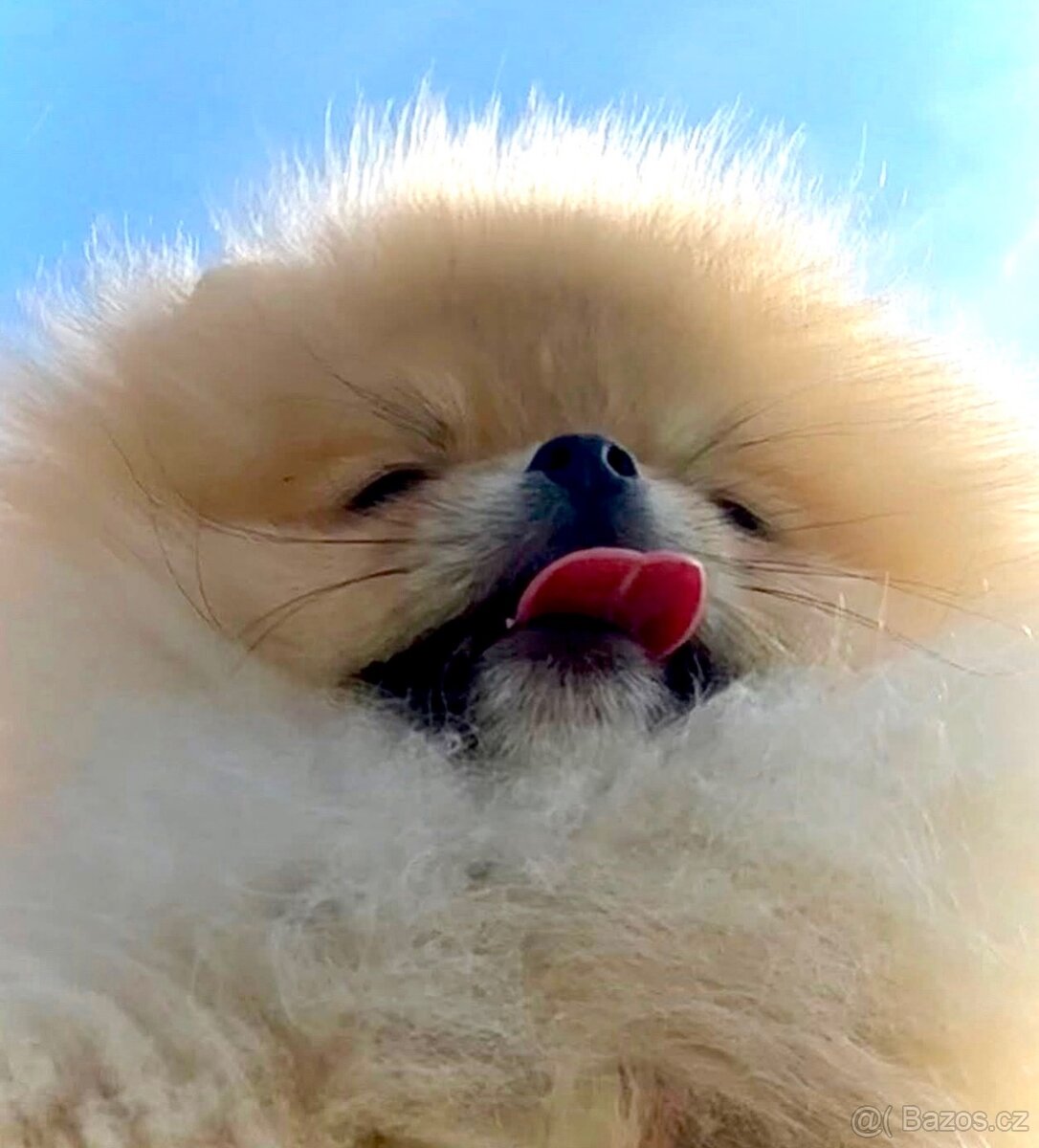 POMERANIAN S PP FCI - ch.s. z Malebného povltaví - 14