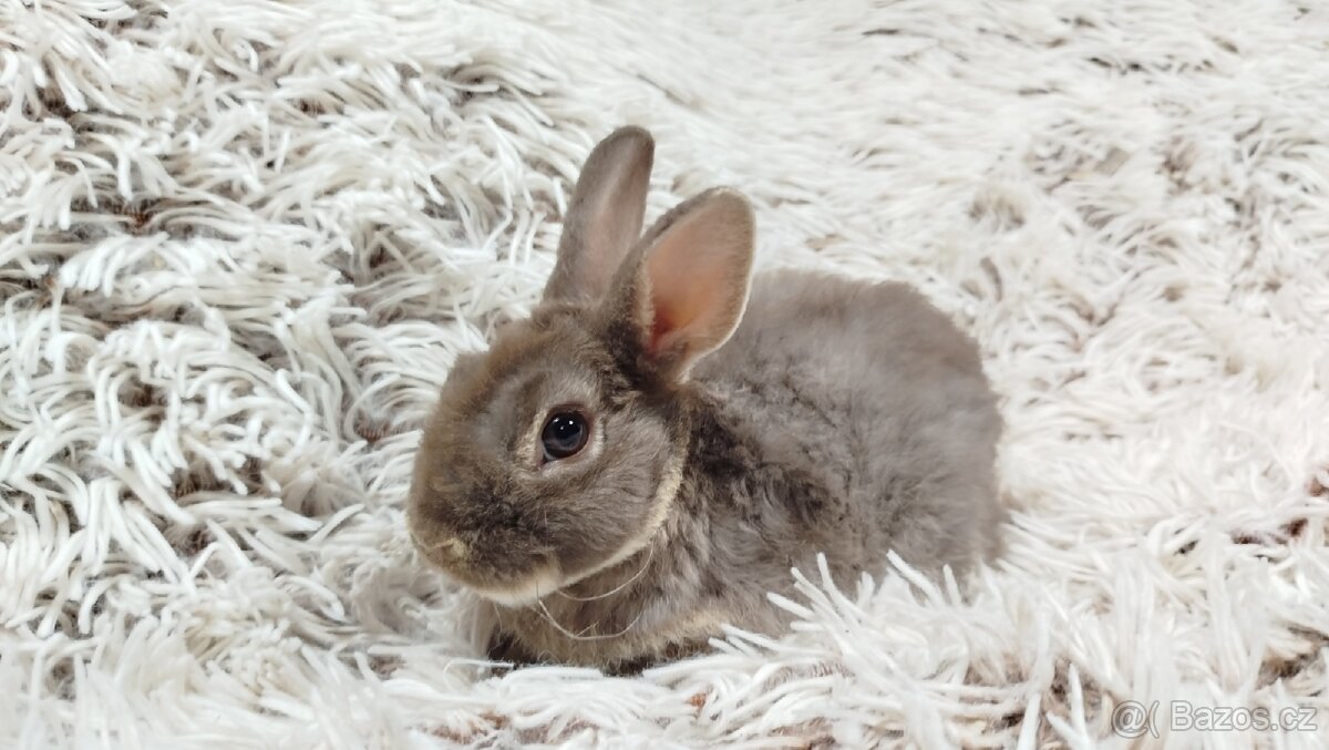 Zakrslý beránek,králíček,králík -(REX)-DIANA - 14