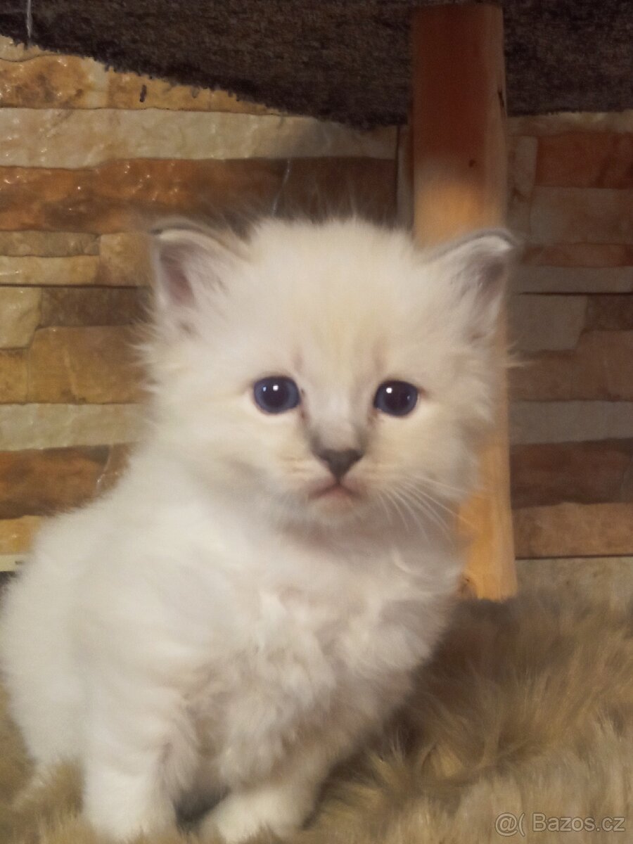 Kocourek Ragdoll ke krytí - 14