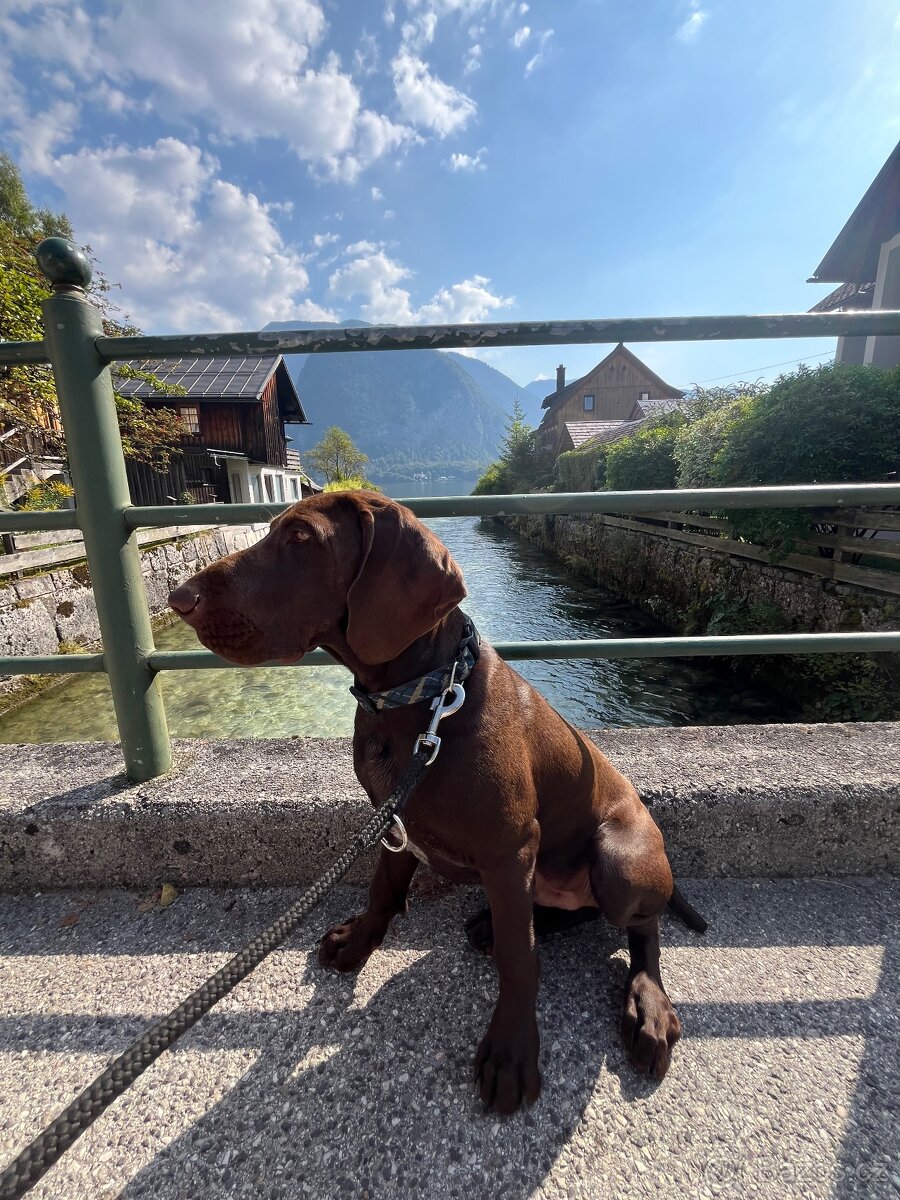 Německý ohař krátkosrstý hnědý - 14