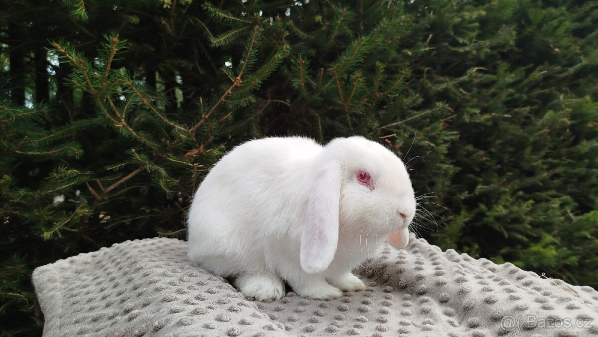 Zakrslý beránek, králíček, králík - WILLIAM - 14