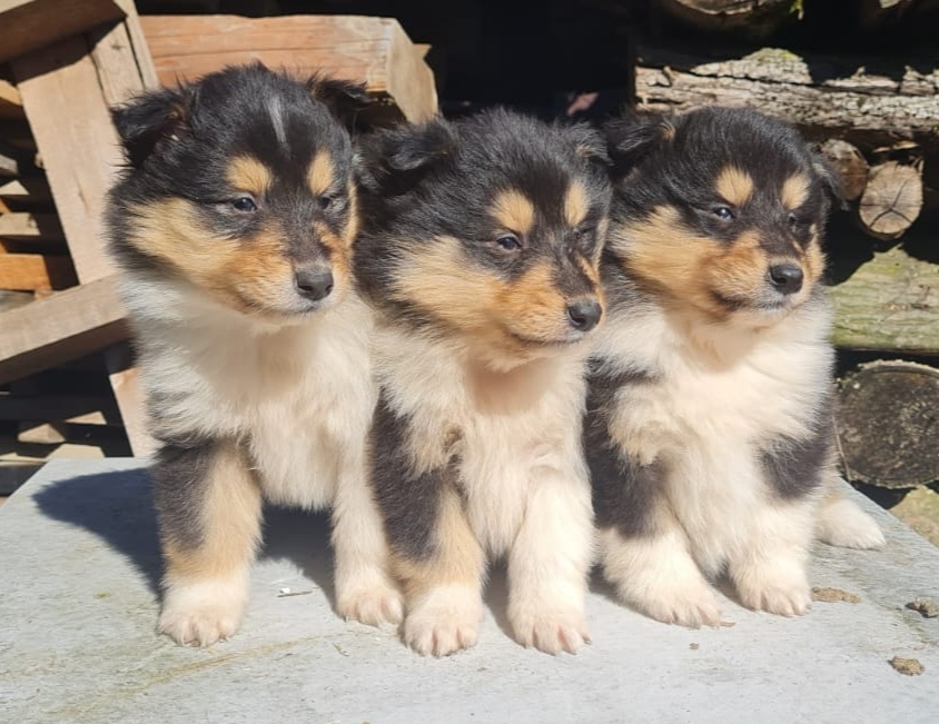 Kolie dlouhosrstá - 14